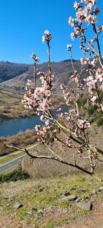 Ferienhaus Kaliva Zell an der Mosel Exterior foto